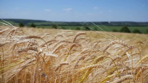 Las Espiguillas Centeno Campo Verano — Vídeo de stock