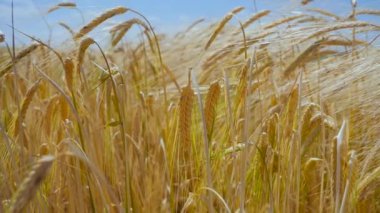 Yaz aylarında bir alanda çavdar sivri