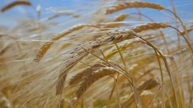 Yaz aylarında bir alanda çavdar sivri