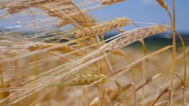 Yaz aylarında bir alanda çavdar sivri