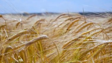 Yaz aylarında bir alanda çavdar sivri