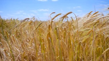 Yaz aylarında bir alanda çavdar sivri