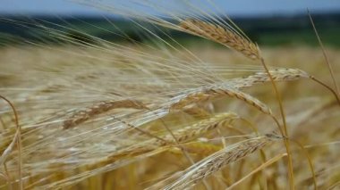 Yaz aylarında bir alanda çavdar sivri