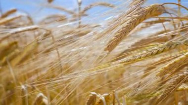 Yaz aylarında bir alanda çavdar sivri