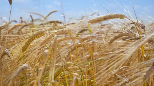 Roggen Stacheln Auf Einem Feld Sommer — Stockvideo