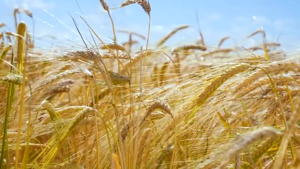 Rozs Spikelets Egy Területen Nyáron — Stock videók