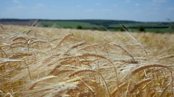 Rozs Spikelets Egy Területen Nyáron — Stock videók