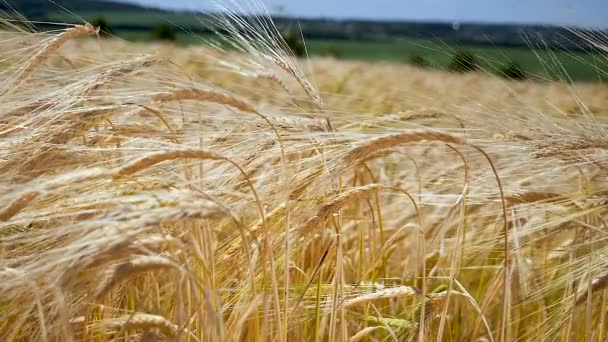 Roggen Stacheln Auf Einem Feld Sommer — Stockvideo