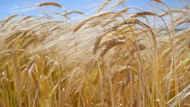 Rogge Spikeletten Een Veld Zomer — Stockvideo