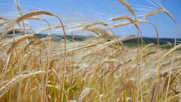 Roggen Stacheln Auf Einem Feld Sommer — Stockvideo