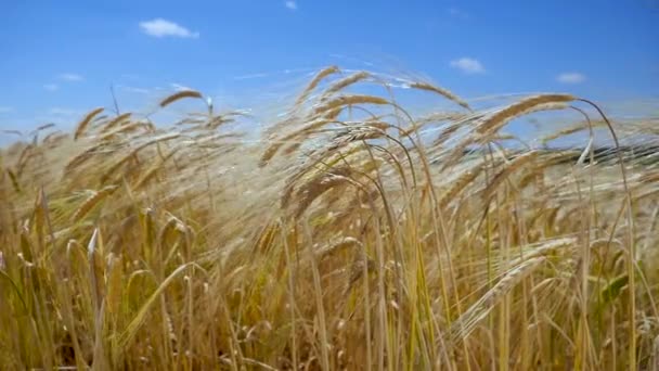 Rogge Spikeletten Een Veld Zomer — Stockvideo