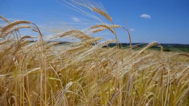 Rogge Spikeletten Een Veld Zomer — Stockvideo