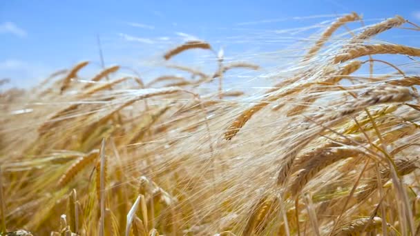 Rogge Spikeletten Een Veld Zomer — Stockvideo