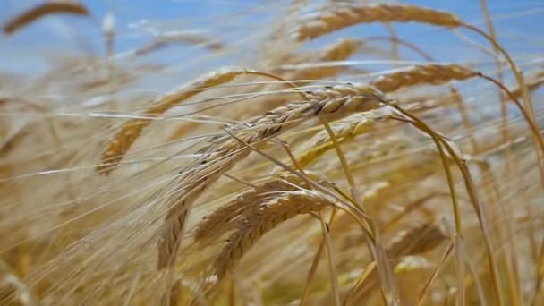 Rogge Spikeletten Een Veld Zomer — Stockvideo