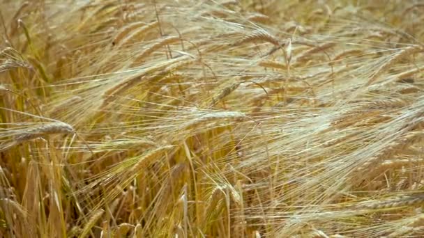 Las Espiguillas Centeno Campo Verano — Vídeos de Stock