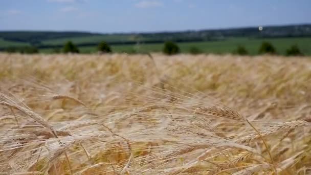 Roggen Stacheln Auf Einem Feld Sommer — Stockvideo