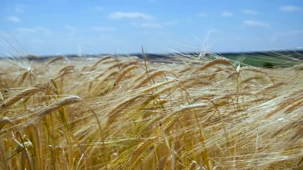 Rozs Spikelets Egy Területen Nyáron — Stock videók