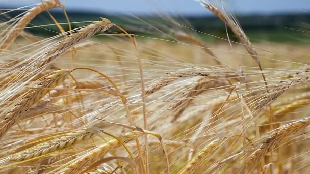 Rogge Spikeletten Een Veld Zomer — Stockvideo