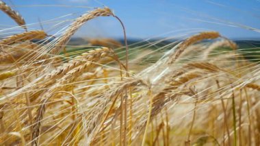 Yaz aylarında bir alanda çavdar sivri