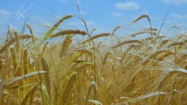 Yaz aylarında bir alanda çavdar sivri