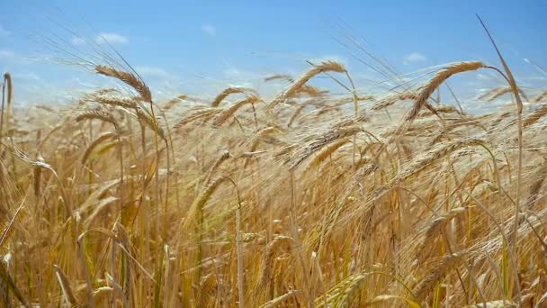 Espiguetas Centeio Campo Verão — Vídeo de Stock