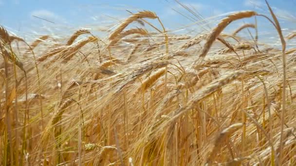 Rogge Spikeletten Een Veld Zomer — Stockvideo