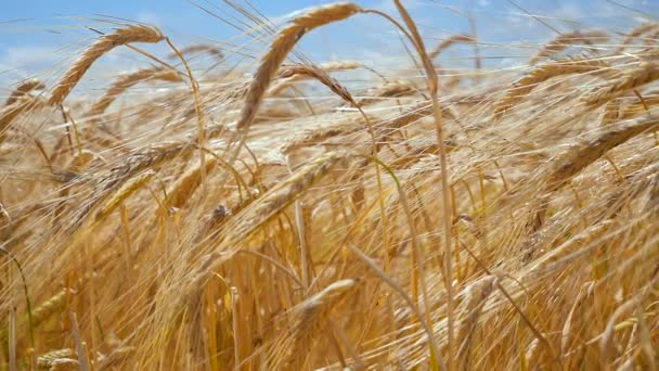 Rogge Spikeletten Een Veld Zomer — Stockvideo