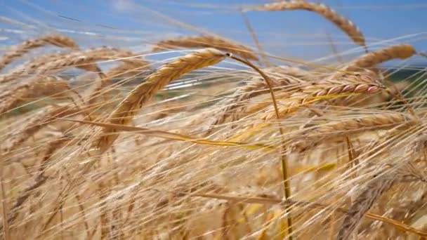 Rogge Spikeletten Een Veld Zomer — Stockvideo