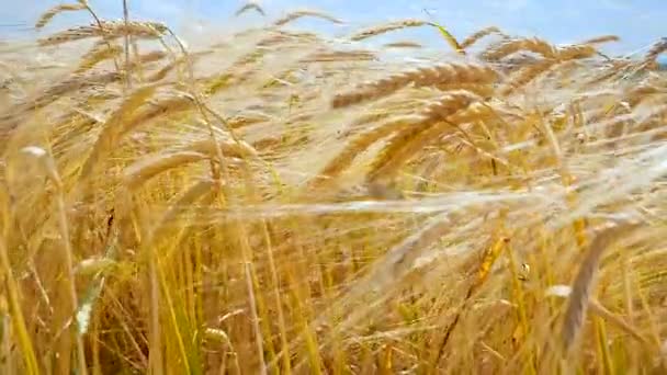 Roggen Stacheln Auf Einem Feld Sommer — Stockvideo