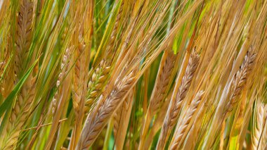 Yaz aylarında bir alanda çavdar sivri