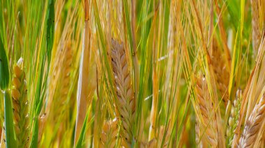 Yaz aylarında bir alanda çavdar sivri