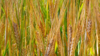 Yaz aylarında bir alanda çavdar sivri