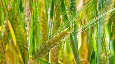 Yaz aylarında bir alanda çavdar sivri