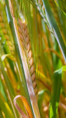 Yaz aylarında bir alanda çavdar sivri