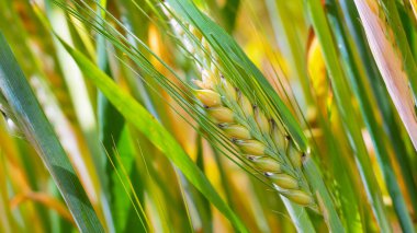 Yaz aylarında bir alanda çavdar sivri