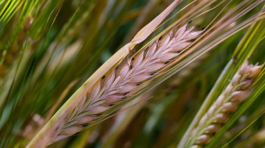 Yaz aylarında bir alanda çavdar sivri