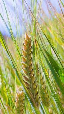 Yaz aylarında bir alanda çavdar sivri