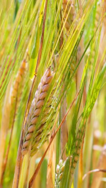 Yaz aylarında bir alanda çavdar sivri