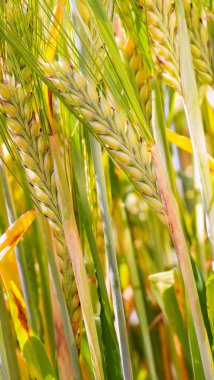 Yaz aylarında bir alanda çavdar sivri