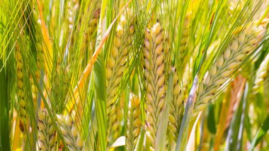 Yaz aylarında bir alanda çavdar sivri