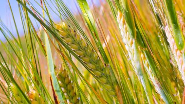 Yaz aylarında bir alanda çavdar sivri