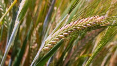 Yaz aylarında bir alanda çavdar sivri