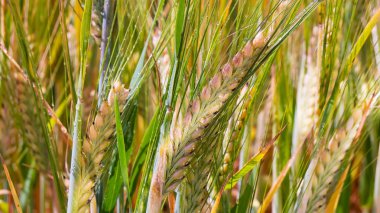 Yaz aylarında bir alanda çavdar sivri