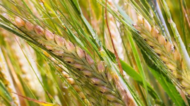 Yaz aylarında bir alanda çavdar sivri