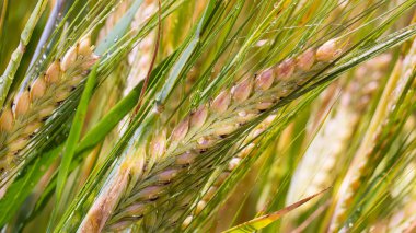 Yaz aylarında bir alanda çavdar sivri