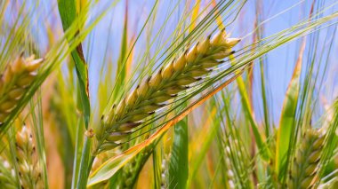 Yaz aylarında bir alanda çavdar sivri