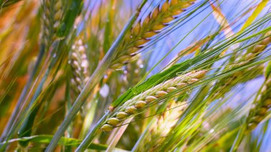 Yaz aylarında bir alanda çavdar sivri