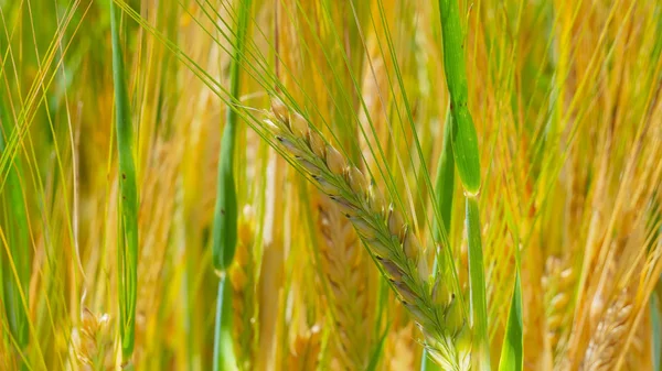 Yaz aylarında bir alanda çavdar sivri