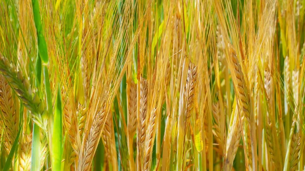 Yaz aylarında bir alanda çavdar sivri