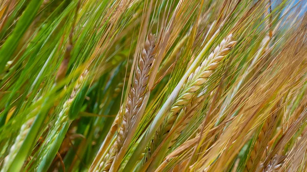 Yaz aylarında bir alanda çavdar sivri